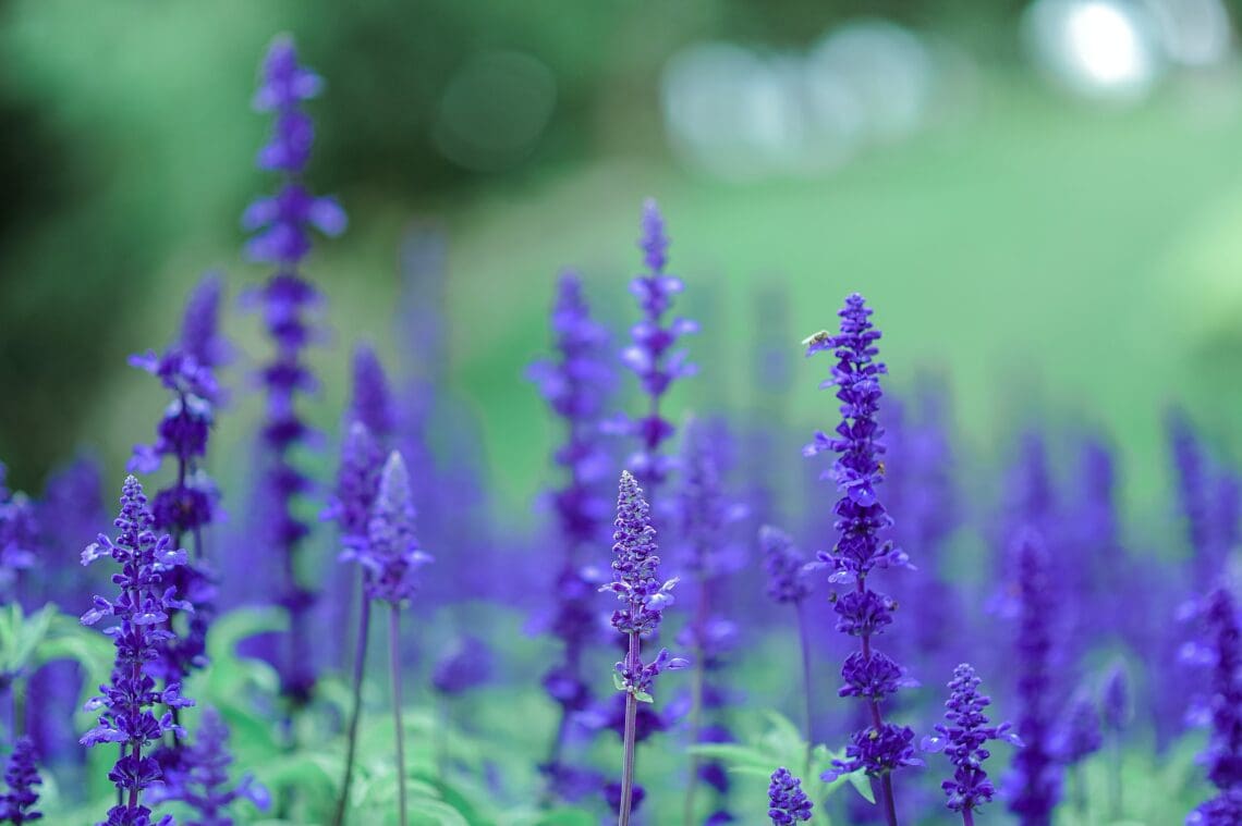 Flowers and Grass